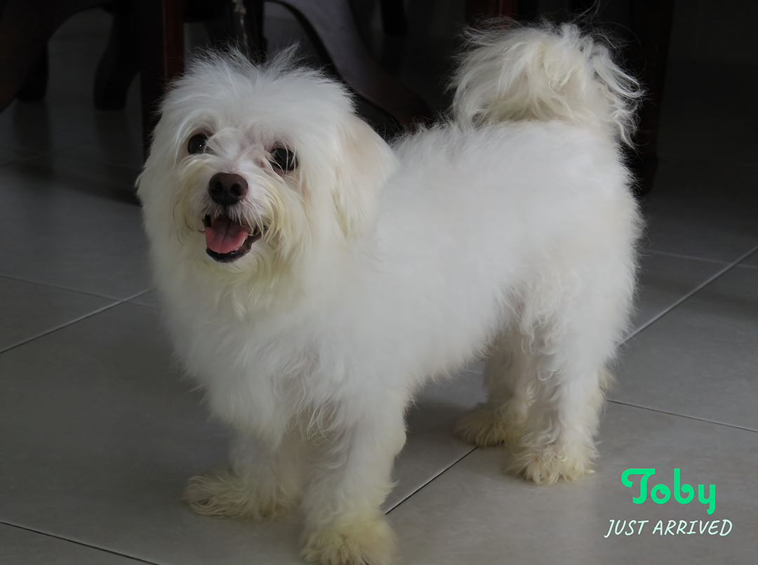Toby has just arrived in his new Home!