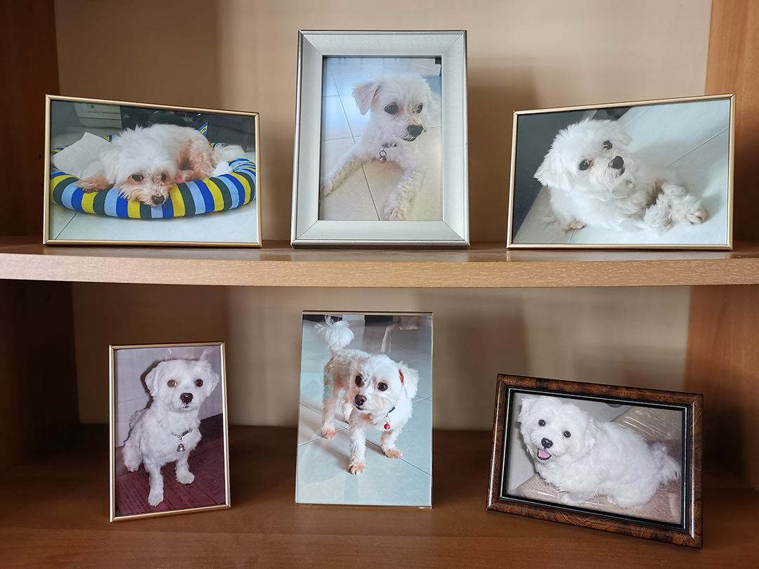 My Maltese in frames