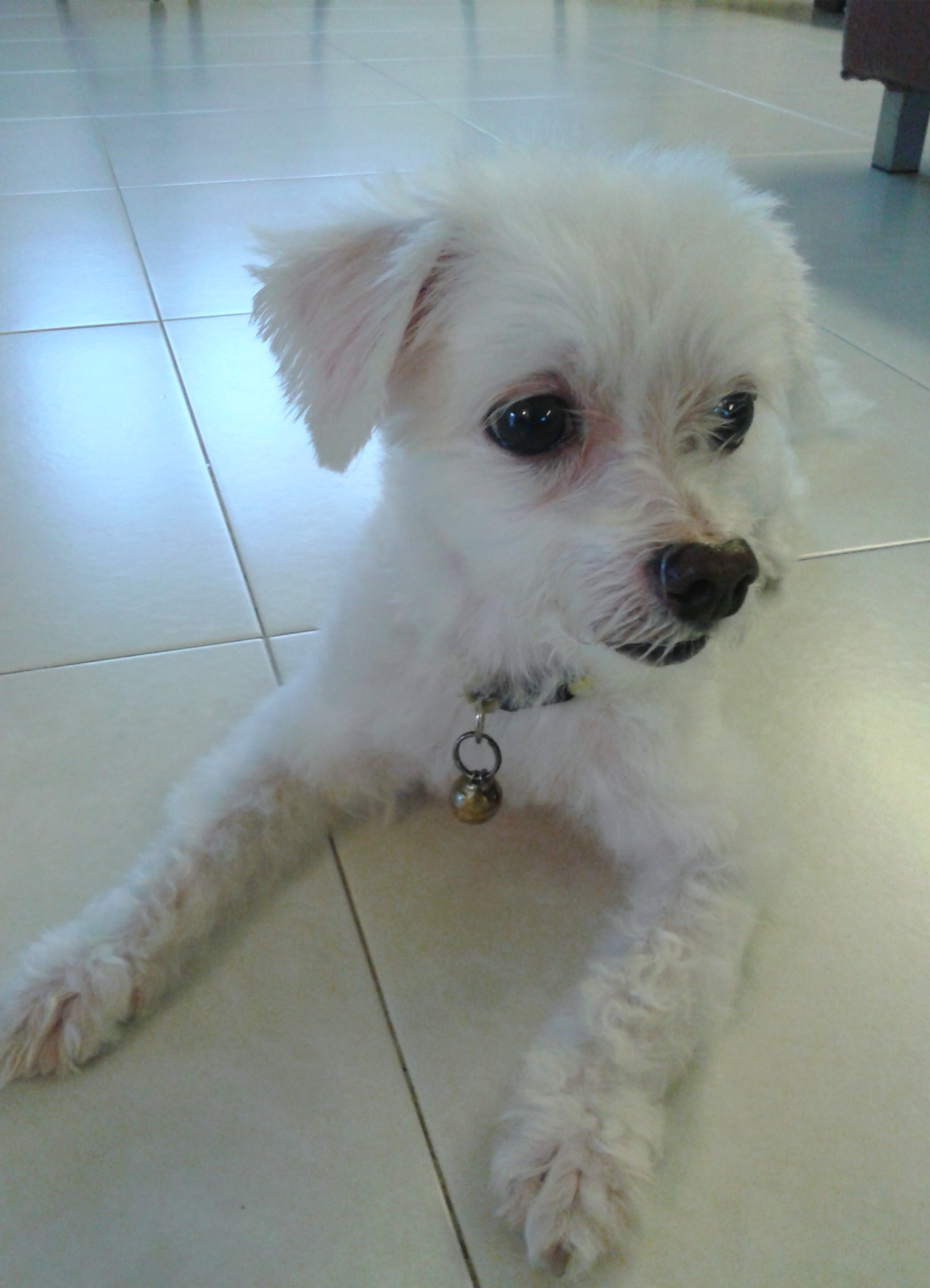 Toby adapted to his new home