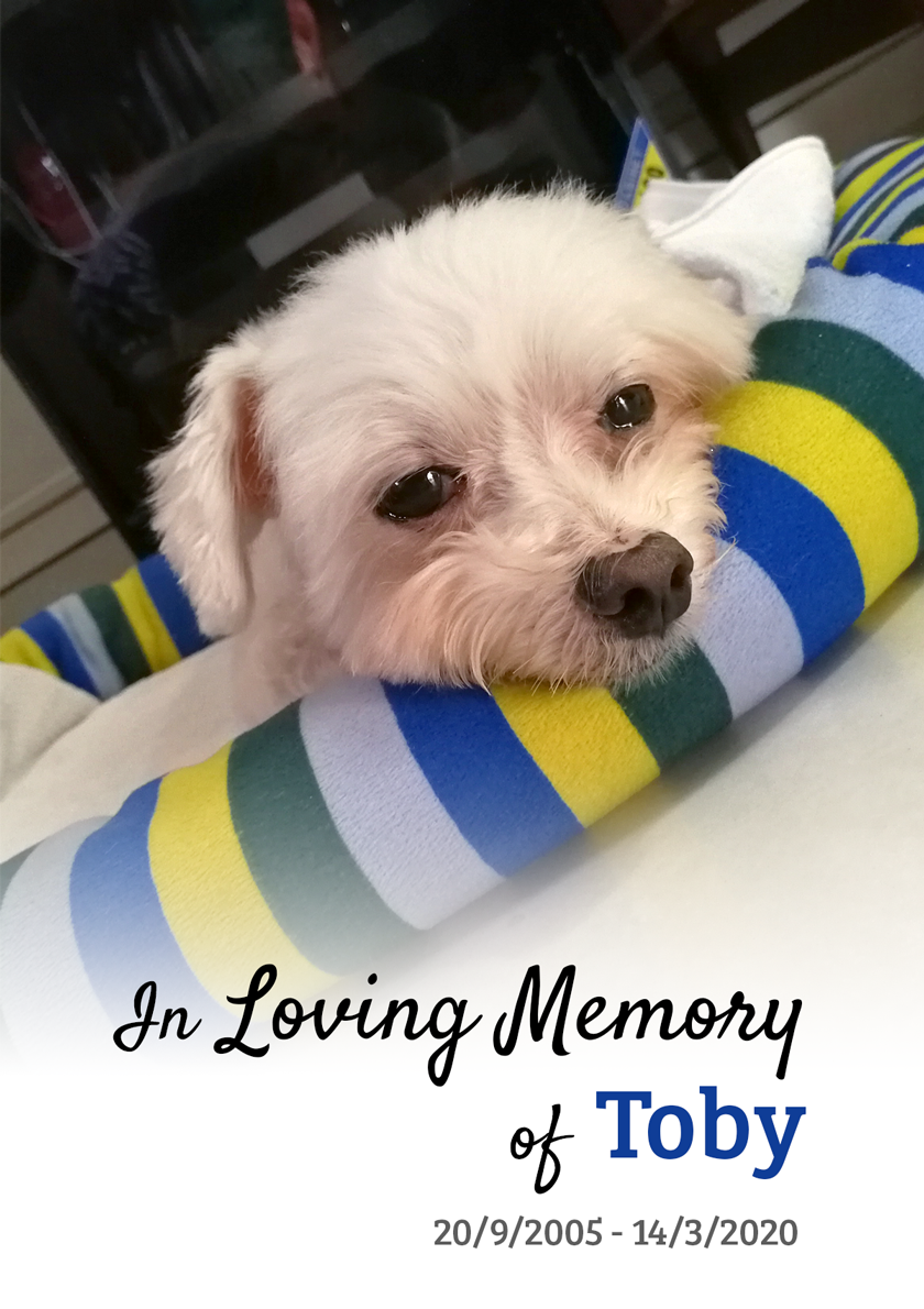 In Loving Memory of Toby