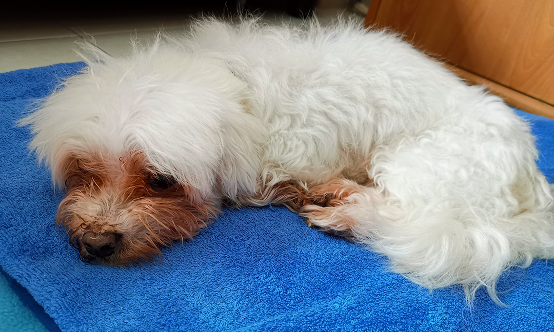 Toby's life at stake