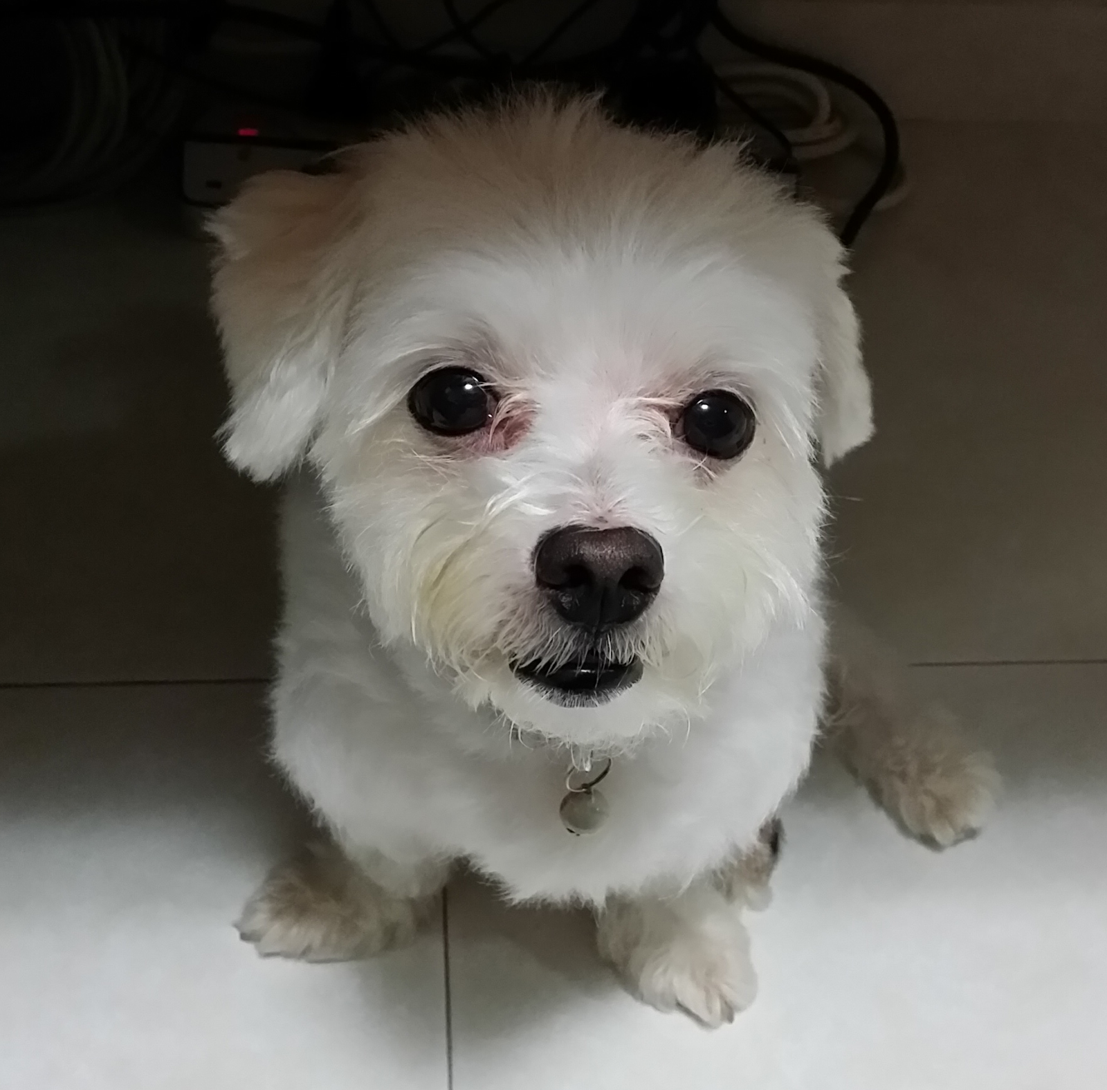 Lovely Toby under table