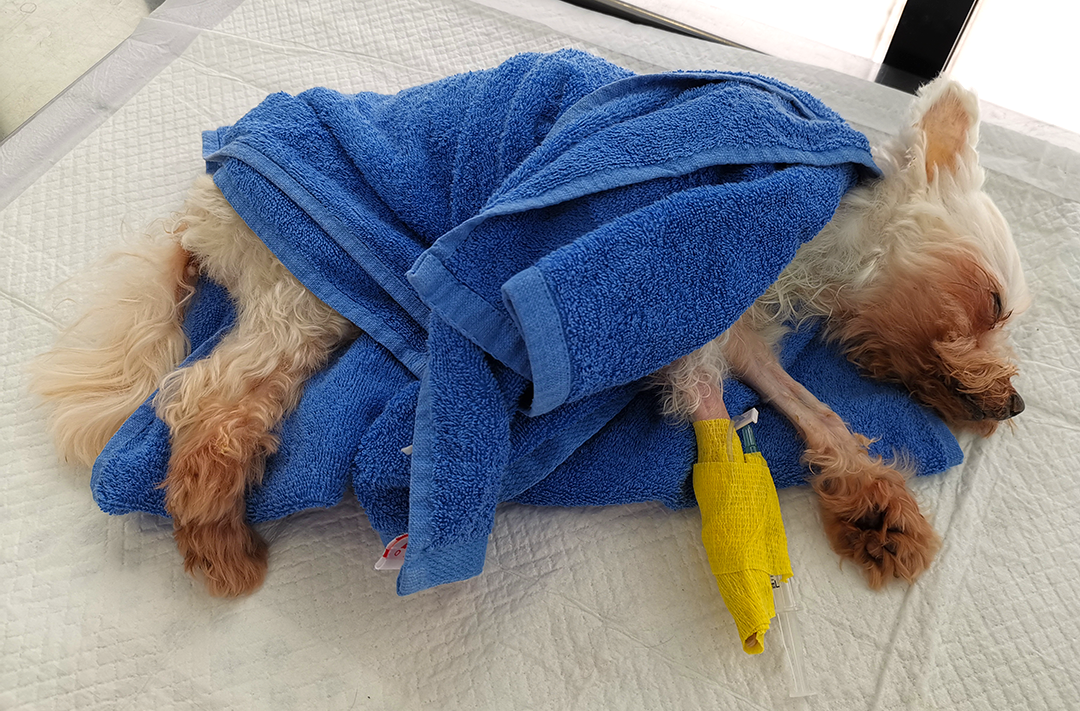 A very sick Toby fighting for his life